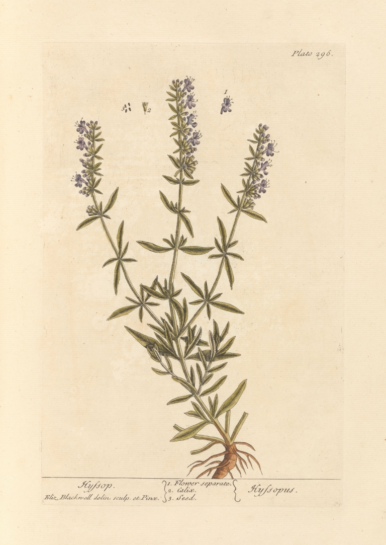 Hyssop by Elizabeth Blackwell