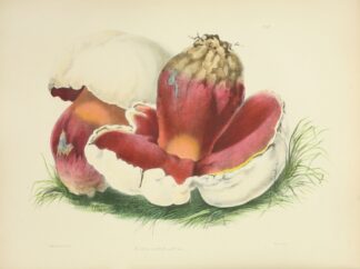 Illustrations of British mycology Pl.07 by Anna Maria Hussey