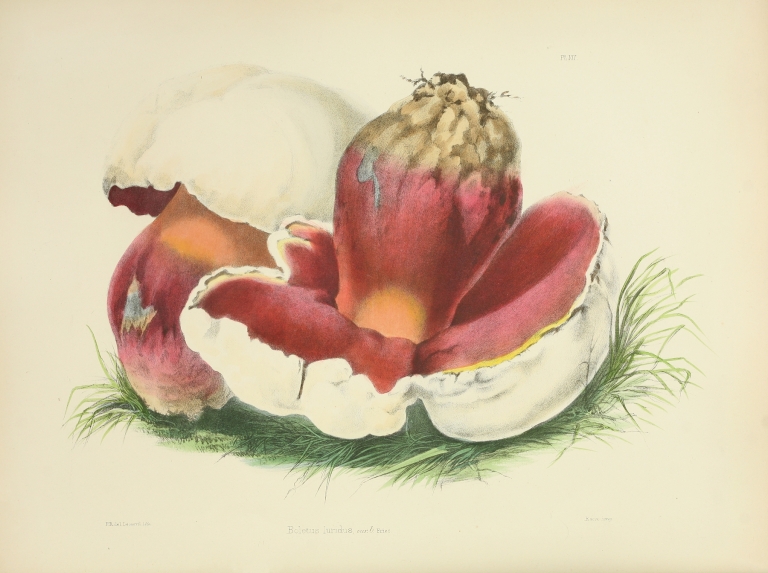 Illustrations of British mycology Pl.07 by Anna Maria Hussey
