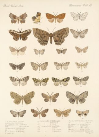 Insecta Lepidoptera-Heterocera Pl 048 by Frederick DuCane Godman