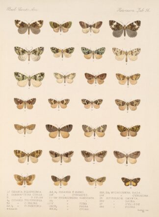 Insecta Lepidoptera-Heterocera Pl 056 by Frederick DuCane Godman