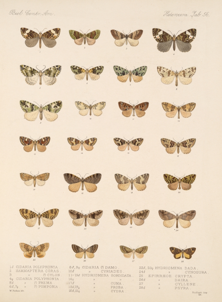 Insecta Lepidoptera-Heterocera Pl 056 by Frederick DuCane Godman