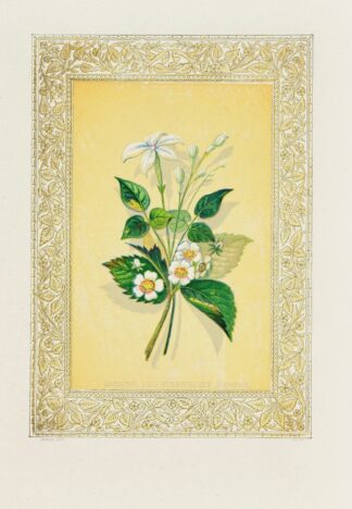 Jasmine and Strawberry Blossom by John Henry Ingram