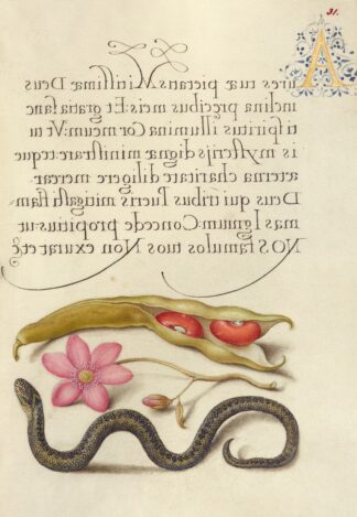 Kidney Bean, Poppy Anemone, and Adder by Joris Hoefnagel