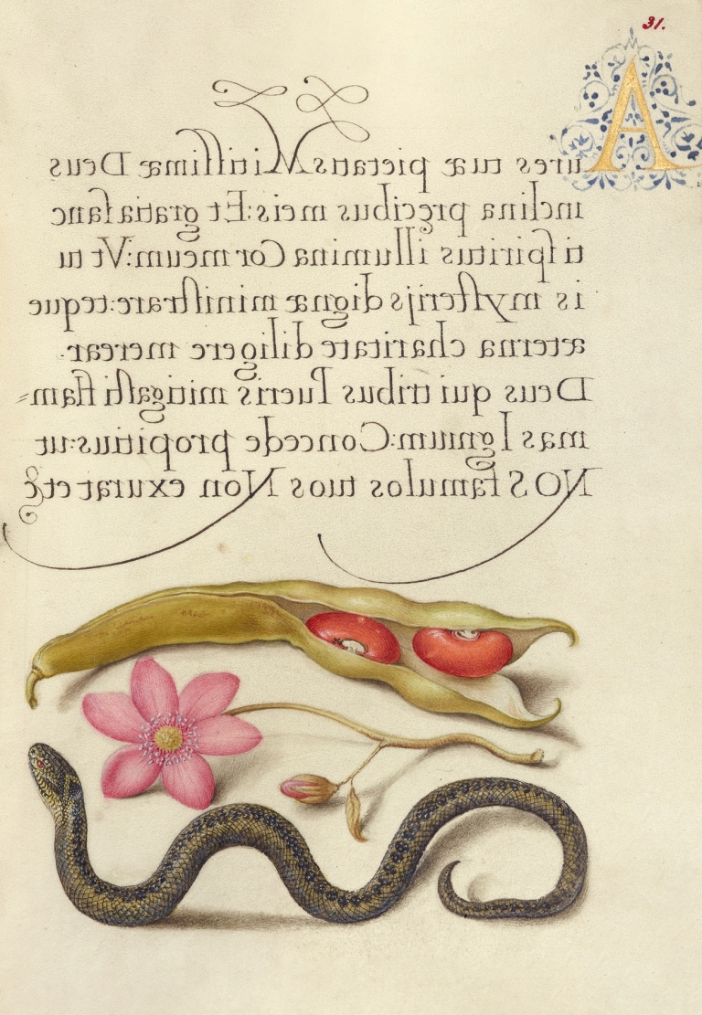 Kidney Bean, Poppy Anemone, and Adder by Joris Hoefnagel