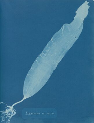 Laminaria saccharina by Anna Atkins