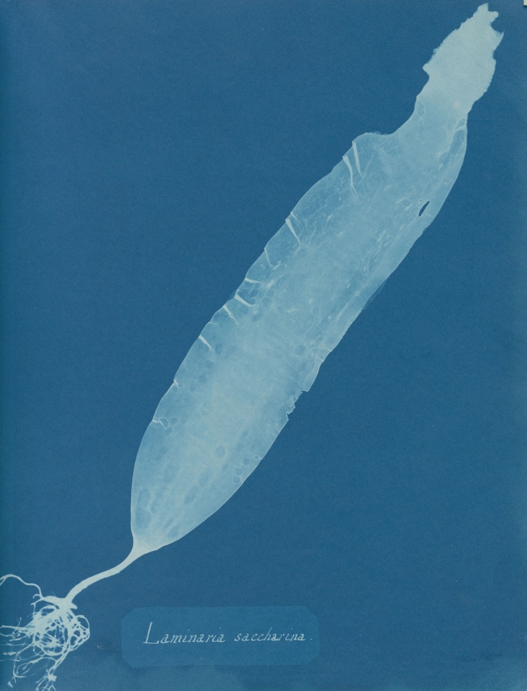 Laminaria saccharina by Anna Atkins