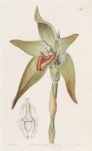 Large-flowered Lycaste by Sydenham Edwards