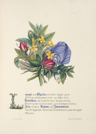 Laurel and myrtle by Jane Elizabeth Giraud