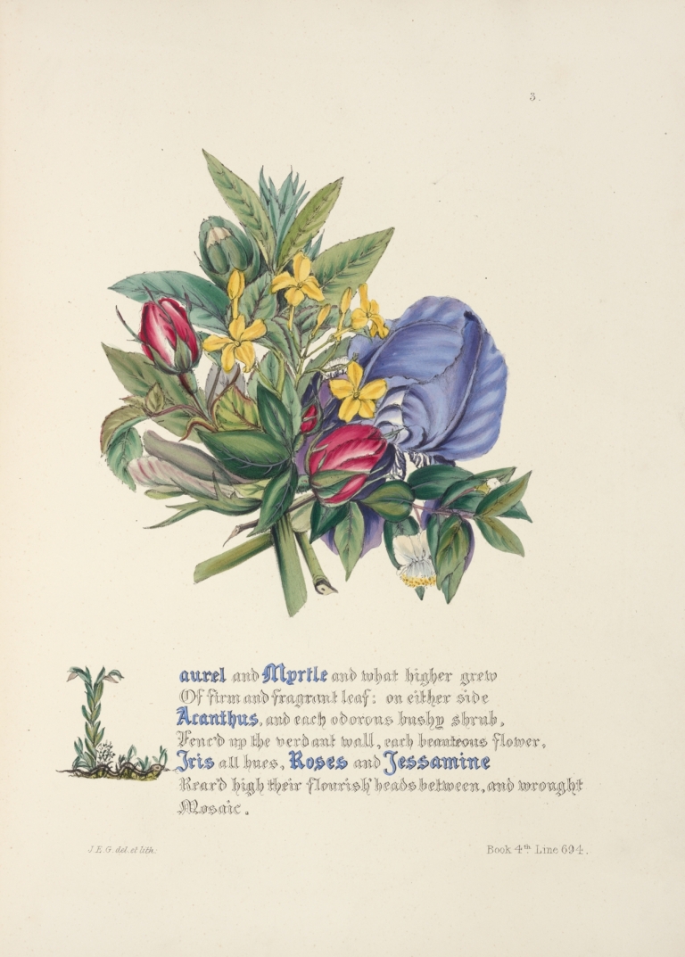 Laurel and myrtle by Jane Elizabeth Giraud