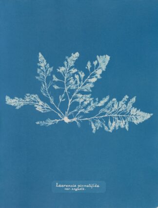 Laurencia pinnatifida var. angusta by Anna Atkins