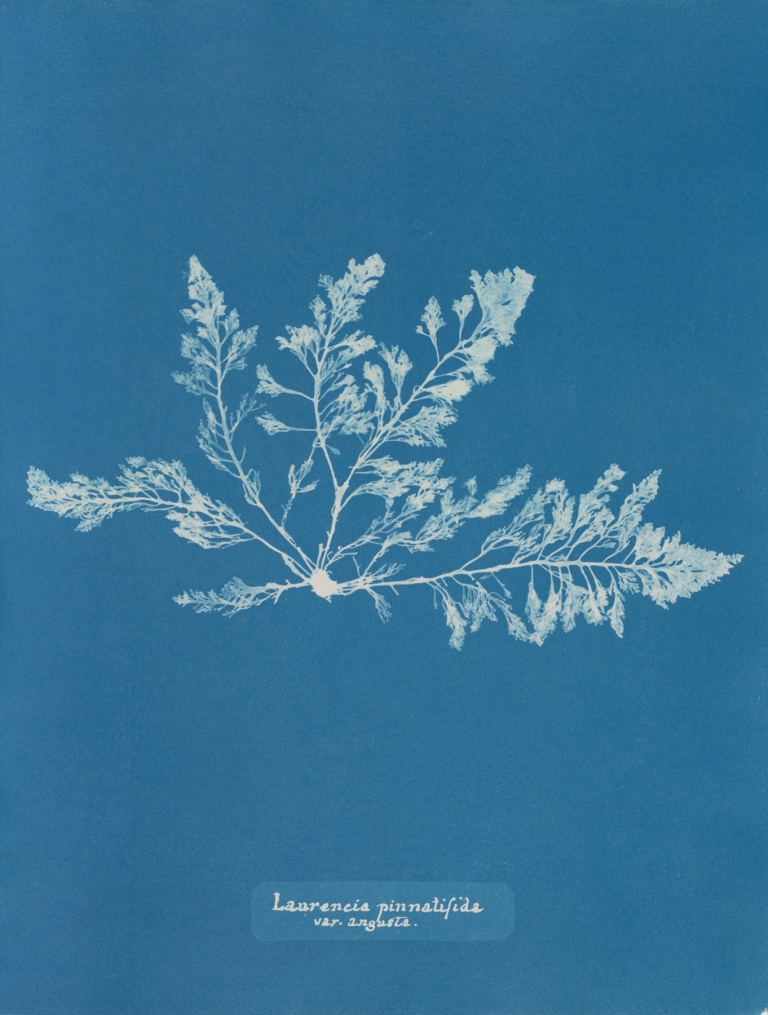 Laurencia pinnatifida var. angusta by Anna Atkins