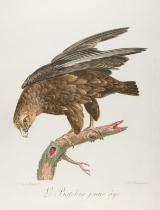 Le bateleur jeune age by François Levaillant