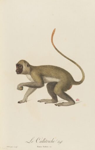Le Callitriche by Jean-Baptiste Audebert