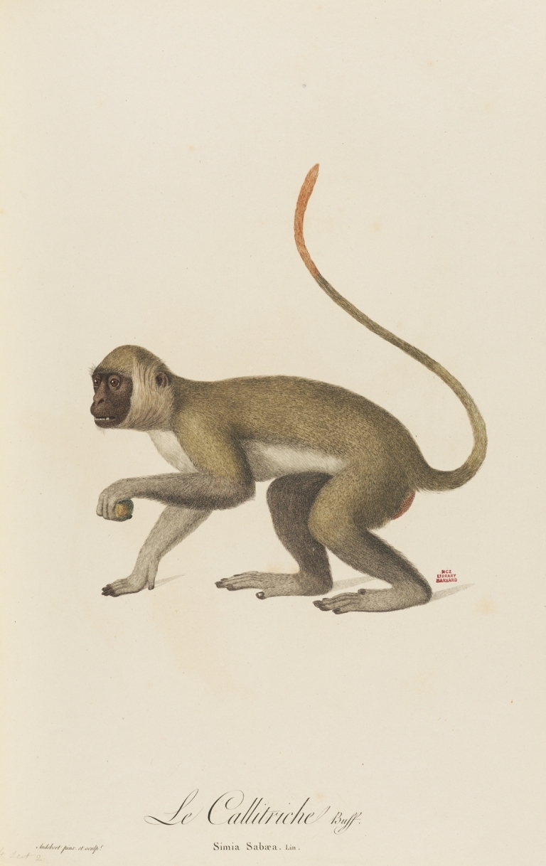 Le Callitriche by Jean-Baptiste Audebert