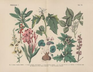 Lehrbuch der praktischen Pflanzenkunde in Wort und Bild Pl.20 by Carl Hoffmann
