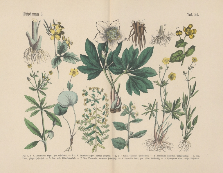 Lehrbuch der praktischen Pflanzenkunde in Wort und Bild Pl.24 by Carl Hoffmann