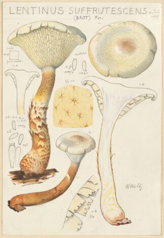 Lentinus suffrutescens by Hans Walty