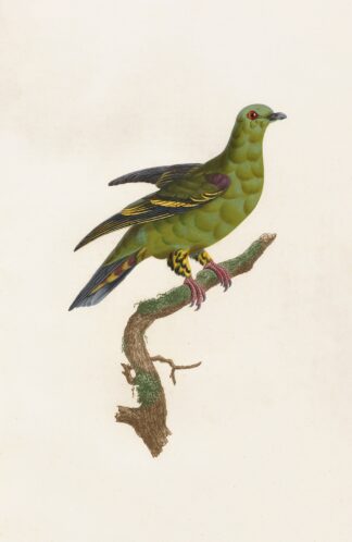 Les pigeons Pl.03 by Coenraad Jacob Temminck