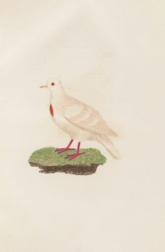 Les pigeons Pl.80 by Coenraad Jacob Temminck