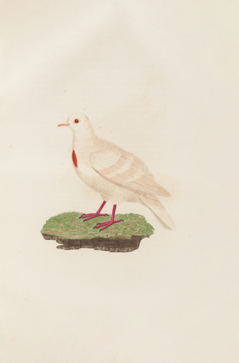 Les pigeons Pl.80 by Coenraad Jacob Temminck