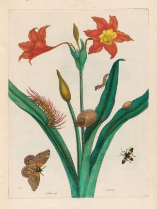 Lis Rouge by Maria Sibylla Merian