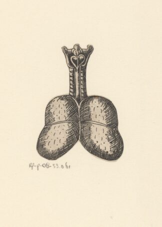 Lungs and trachea by Lucas Kilian