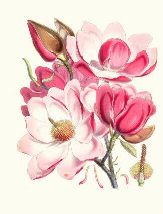 Magnolia Campbellii, H.f. et T. by Walter Hood Fitch