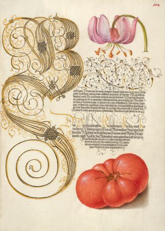 Martagon Lily and Tomato by Joris Hoefnagel