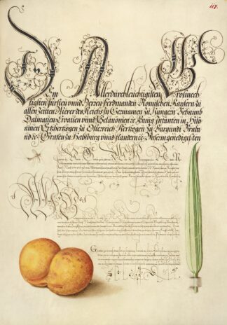 Mayfly, Apricot, and Reed Grass by Joris Hoefnagel