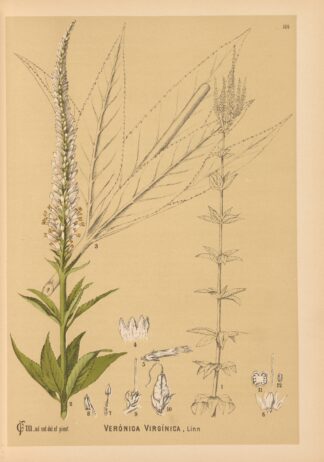Medicinal Plants Pl.007 by Charles Frederick Millspaugh