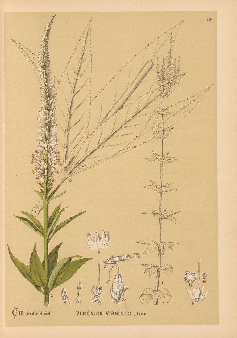 Medicinal Plants Pl.007 by Charles Frederick Millspaugh