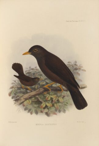 Merula Xanthopus by Henry Seebohm