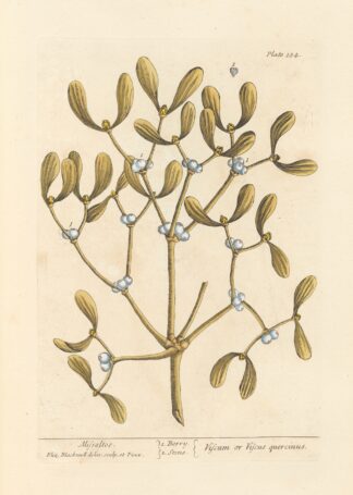 Misseltoe by Elizabeth Blackwell