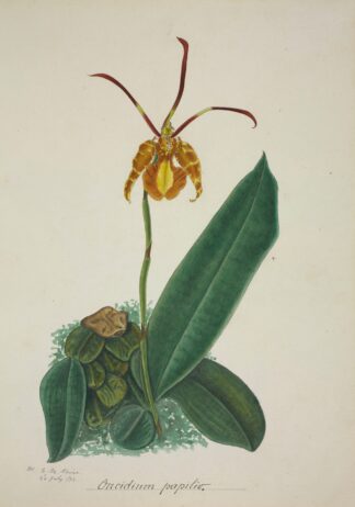 Mon Jardin a Ceylan Pl.024 by George De Alwis