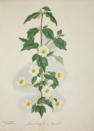Mon Jardin a Ceylan Pl.055 by George De Alwis