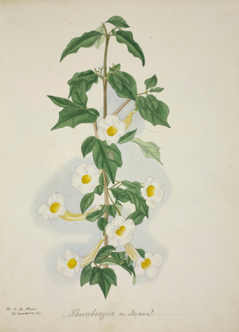 Mon Jardin a Ceylan Pl.055 by George De Alwis