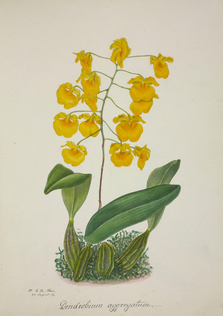 Mon Jardin a Ceylan Pl.061 by George De Alwis