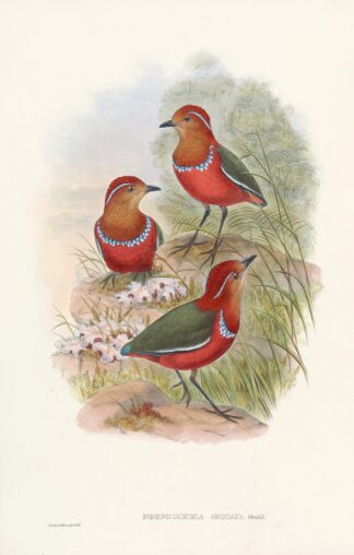 Monograph of the Pittidae Pl.09 by John Gould