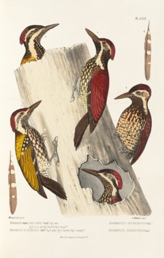 Monographie des picidées pl08 by Alfred Malherbe