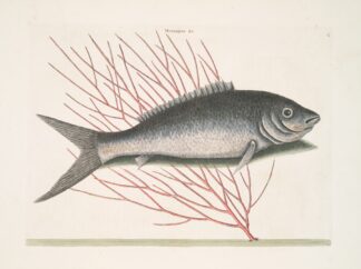 Mormijrus &c., The Bone-Fish. by Mark Catesby