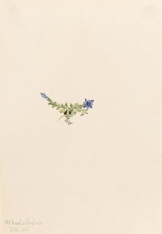 Moss Gentian by Mary Vaux Walcott