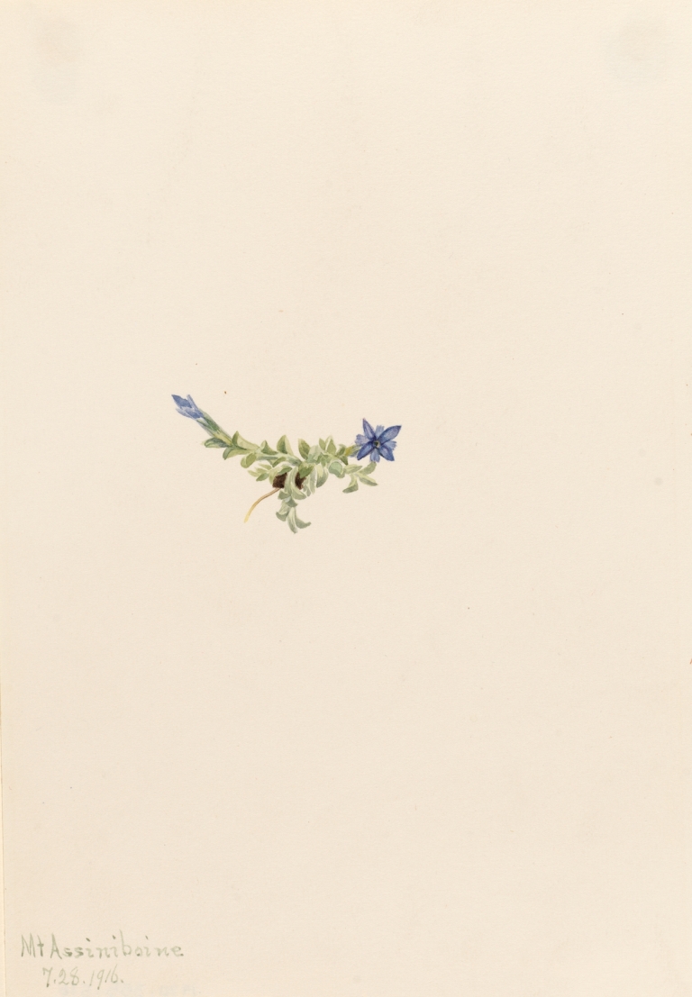 Moss Gentian by Mary Vaux Walcott