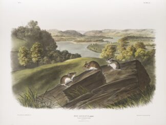 Mus leucopus, White-footed Mouse. Natural size. Male, female and young. by John Woodhouse Audubon