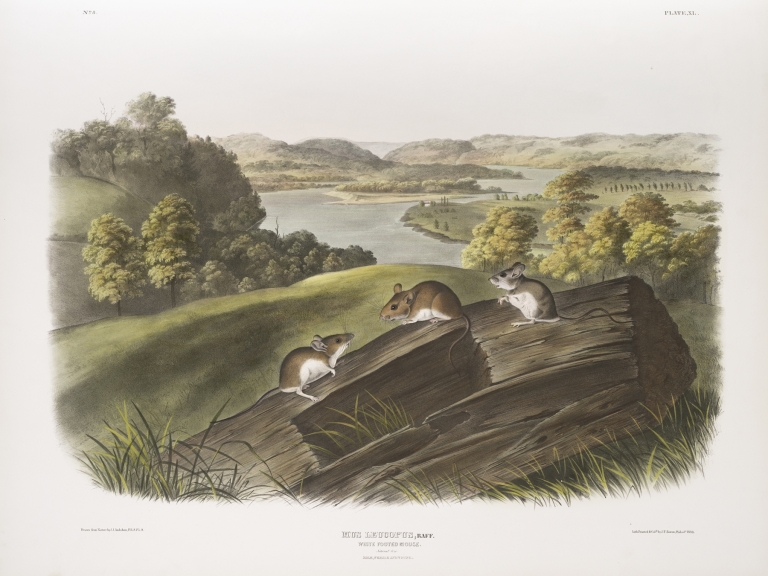 Mus leucopus, White-footed Mouse. Natural size. Male, female and young. by John Woodhouse Audubon