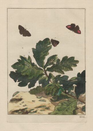 Naauwkeurige Waarneemingen van veele gestaltverwisselende gekorvene diertjes Pl.17 by Jacob L'Admiral