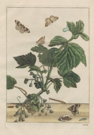 Naauwkeurige Waarneemingen van veele gestaltverwisselende gekorvene diertjes Pl.23 by Jacob L'Admiral