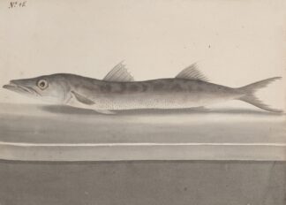 Natural history of Saint Domingue Pl.089 by René de Rabié
