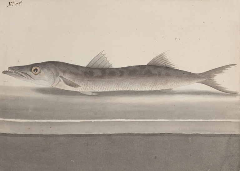 Natural history of Saint Domingue Pl.089 by René de Rabié