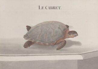 Natural history of Saint Domingue Pl.118 by René de Rabié